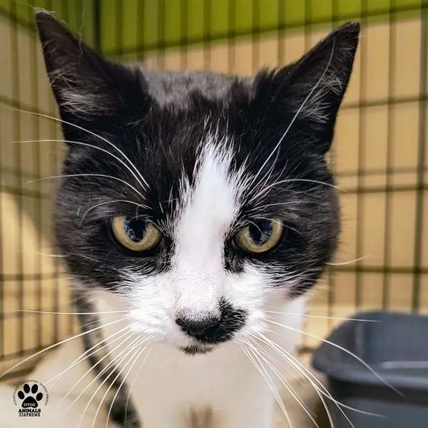 Kot do adopcji, Gdynia, 27 maja 2025 (2/4)