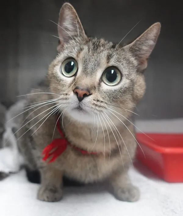 Znaleziono kota, Gdańsk, 26 maja 2025