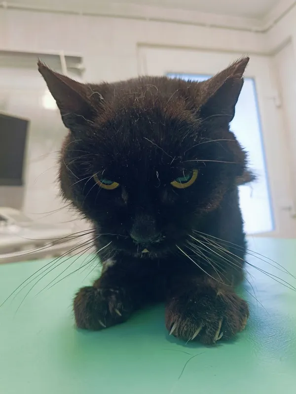 Znaleziono kota, Gdańsk, 26 maja 2025