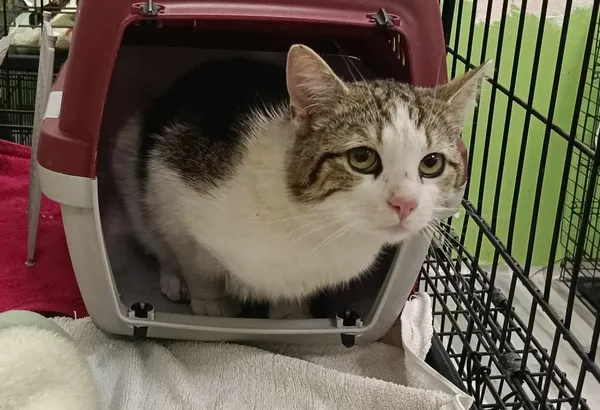 Znaleziono kota, Toruń, 23 maja 2025