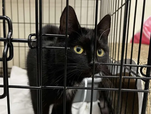 Znaleziono kota, Toruń, 23 maja 2025