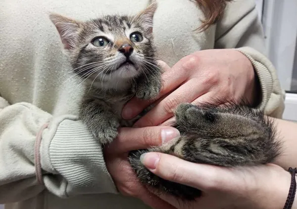 Znaleziono kota, Toruń, 23 maja 2025