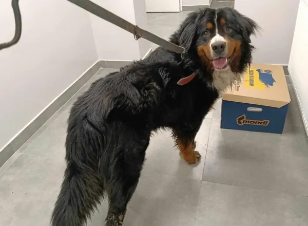 Znaleziono psa, Toruń, 22 maja 2025