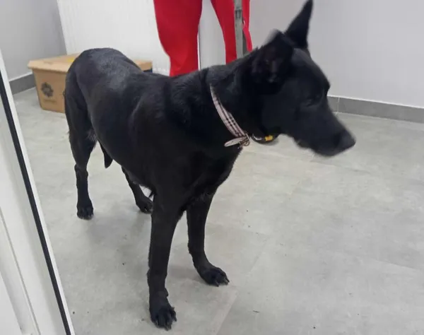 Znaleziono psa, Toruń, 22 maja 2025