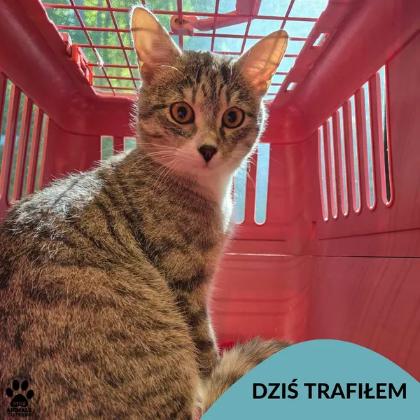 Znaleziono kota, Gdynia, 18 maja 2025