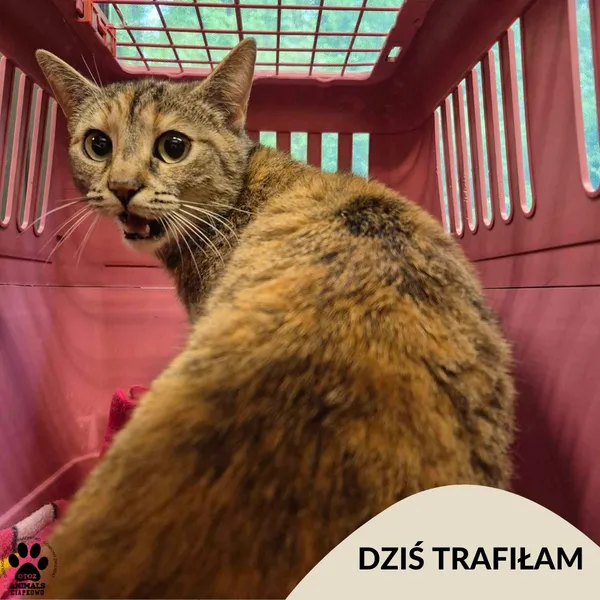 Znaleziono kota, Gdynia, 17 maja 2025