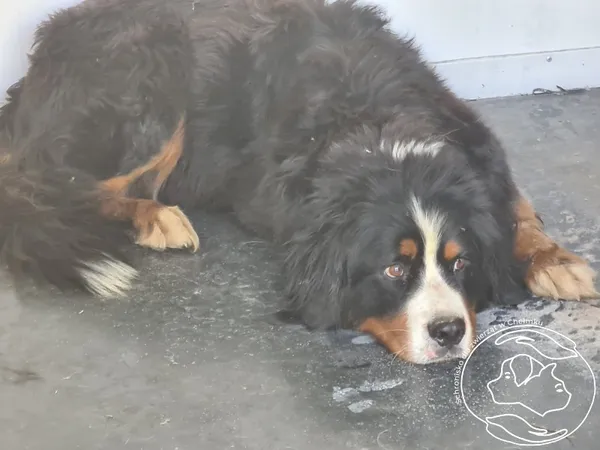 Znaleziono psa, Chełmek, 27 maja 2025