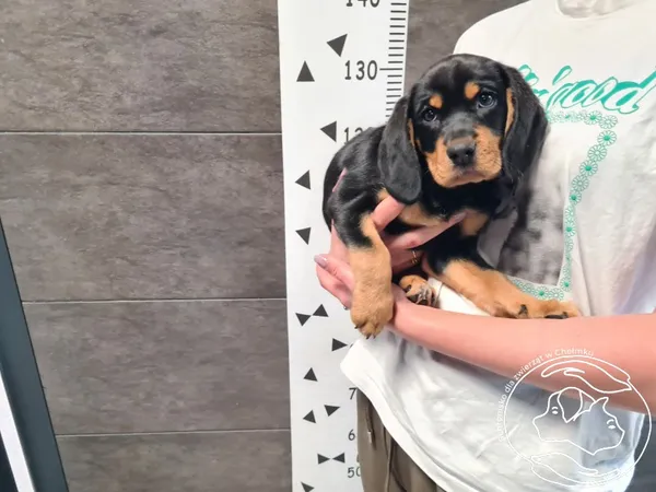 Znaleziono psa, Chełmek, 27 maja 2025