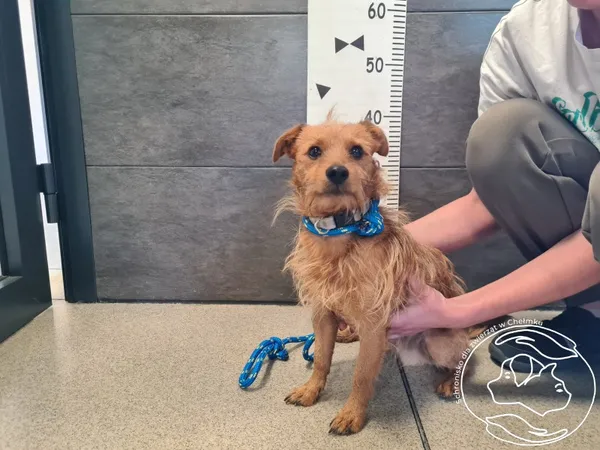 Znaleziono psa, Chełmek, 26 maja 2025