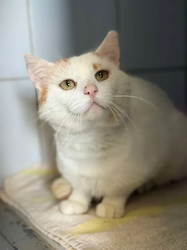 Znaleziono kota, Lublin, 26 maja 2025