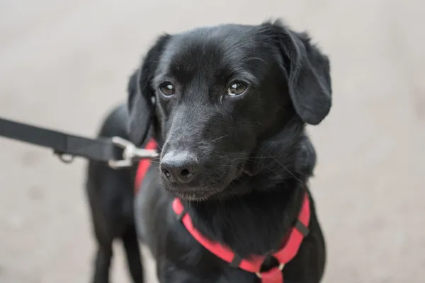 Pies do adopcji, Nowodwór, 27 maja 2025 (1/5)