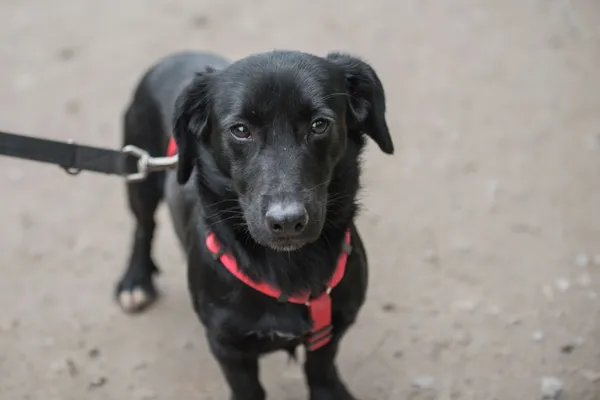 Pies do adopcji, Nowodwór, 27 maja 2025 (2/5)