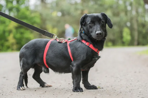 Pies do adopcji, Nowodwór, 27 maja 2025 (4/5)