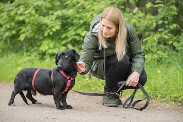 Pies do adopcji, Nowodwór, 27 maja 2025 (5/5)