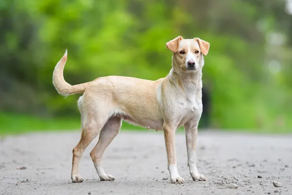 Pies do adopcji, Nowodwór, 27 maja 2025 (1/5)