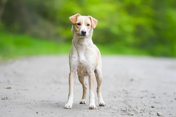 Pies do adopcji, Nowodwór, 27 maja 2025 (2/5)