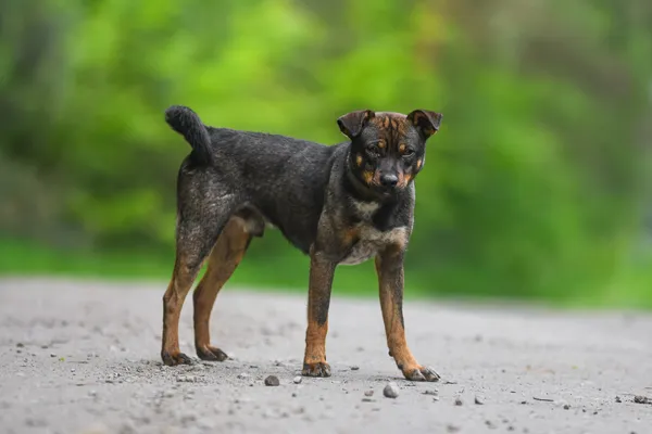 Pies do adopcji, Nowodwór, 27 maja 2025 (3/5)