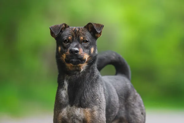 Pies do adopcji, Nowodwór, 27 maja 2025 (4/5)