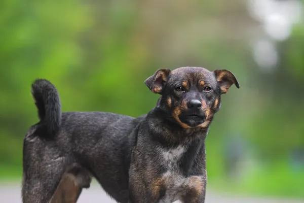 Pies do adopcji, Nowodwór, 27 maja 2025 (5/5)