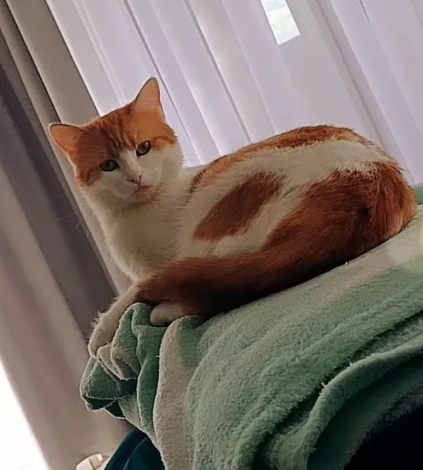 Zaginął kot, Trójca, 28 maja 2025 (1/4)