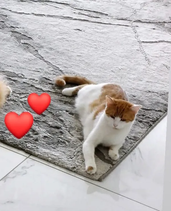 Zaginął kot, Trójca, 28 maja 2025 (2/4)