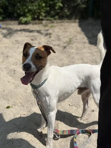 Pies do adopcji, Kraków, 13 maja 2025 (1/3)