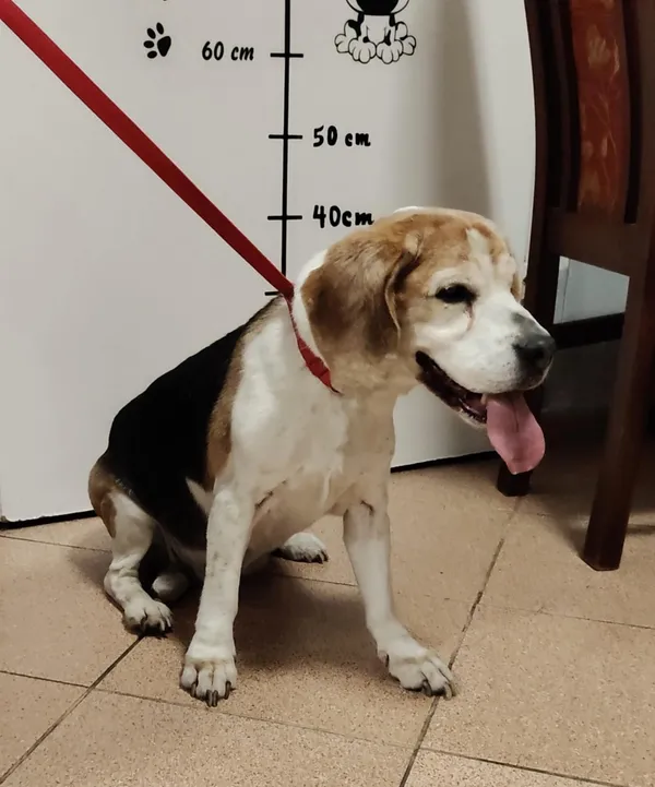 Pies do adopcji, Włocławek, 27 maja 2025