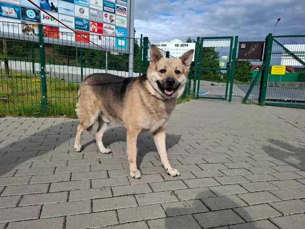 Znaleziono psa, Bydgoszcz, 26 maja 2025