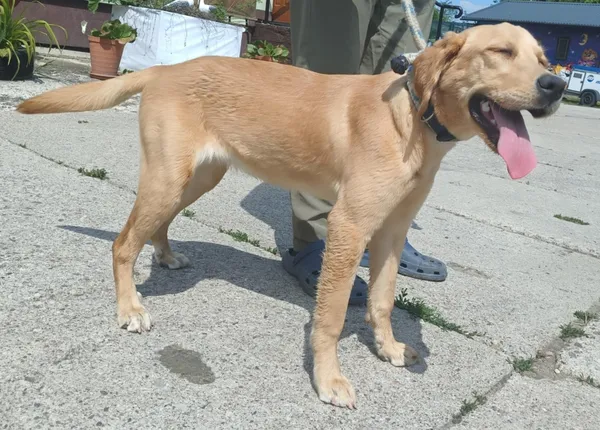 Znaleziono psa, Pieckowo, 27 maja 2025 (1/3)