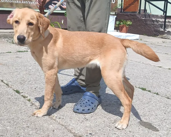 Znaleziono psa, Pieckowo, 27 maja 2025 (2/3)