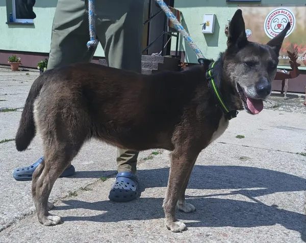 Znaleziono psa, Pieckowo, 27 maja 2025 (2/2)