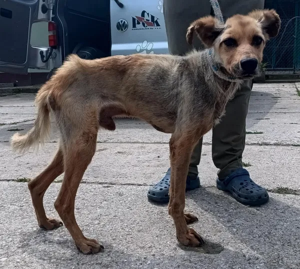 Znaleziono psa, Pieckowo, 27 maja 2025 (2/2)