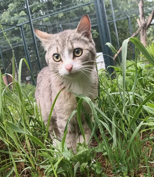 Znaleziono kota, Pieckowo, 27 maja 2025 (1/4)