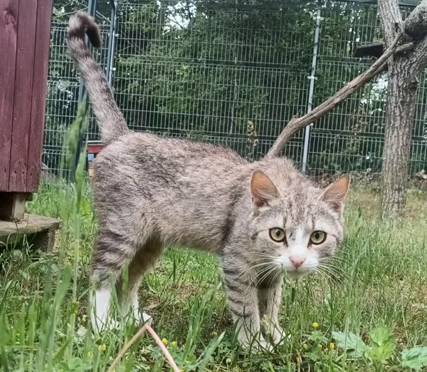 Znaleziono kota, Pieckowo, 27 maja 2025 (2/4)