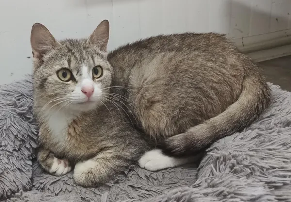 Znaleziono kota, Pieckowo, 27 maja 2025 (3/4)