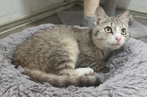 Znaleziono kota, Pieckowo, 27 maja 2025 (4/4)