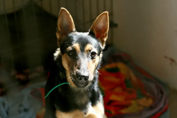 Znaleziono psa, Wałbrzych, 24 maja 2025