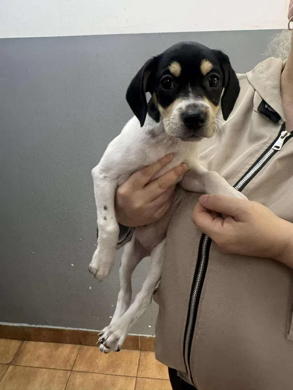 Znaleziono psa, Sosnowiec, 26 maja 2025