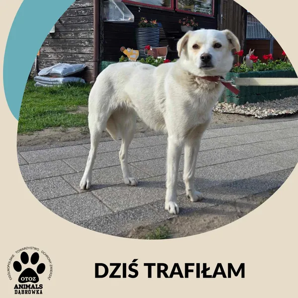 Znaleziono psa, Dąbrówka, 24 maja 2025