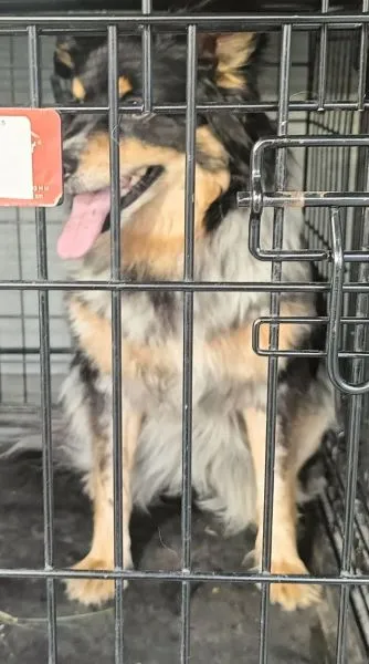 Znaleziono psa, Radom, 25 maja 2025