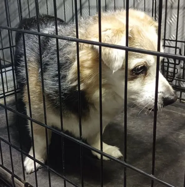 Znaleziono psa, Radom, 24 maja 2025