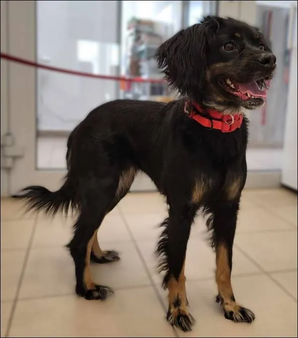 Znaleziono psa, Grudziądz, 27 maja 2025