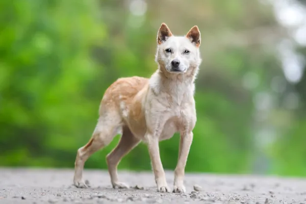 Pies do adopcji, Nowodwór, 28 maja 2025 (2/5)