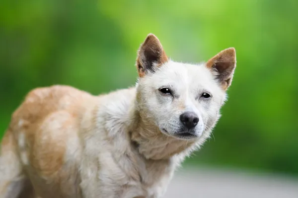 Pies do adopcji, Nowodwór, 28 maja 2025 (3/5)