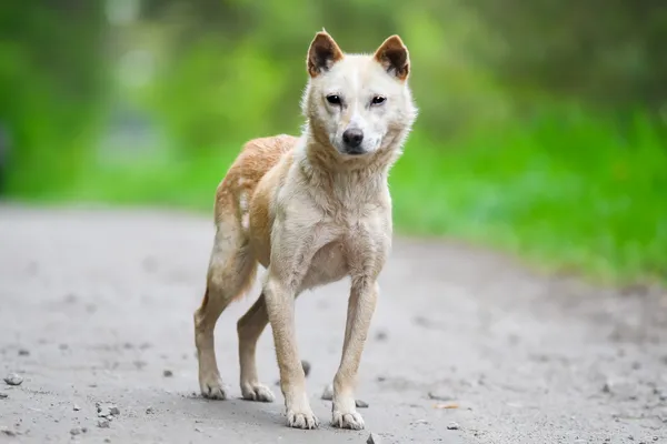 Pies do adopcji, Nowodwór, 28 maja 2025 (4/5)