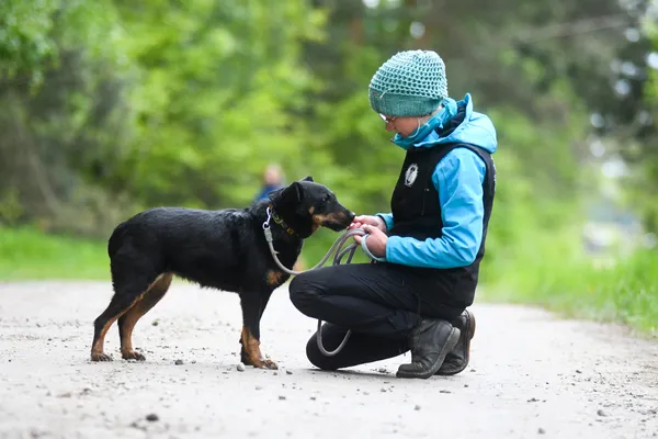 Pies do adopcji, Nowodwór, 28 maja 2025 (1/5)