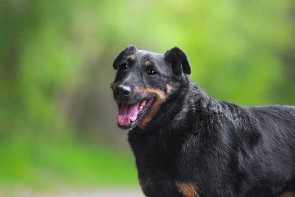 Pies do adopcji, Nowodwór, 28 maja 2025 (2/5)