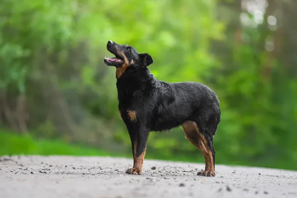 Pies do adopcji, Nowodwór, 28 maja 2025 (3/5)