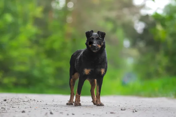 Pies do adopcji, Nowodwór, 28 maja 2025 (5/5)