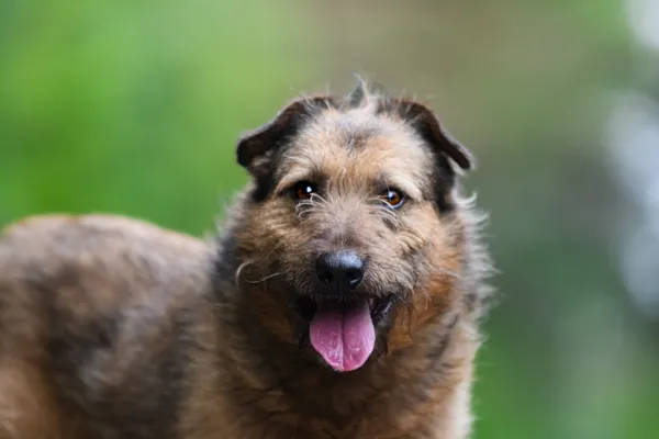 Pies do adopcji, Nowodwór, 28 maja 2025 (2/5)